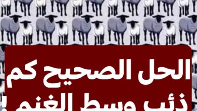 كم ذئب وسط الغنم