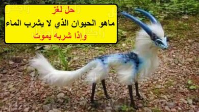 ماهو الحيوان الذي لا يشرب الماء