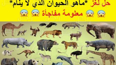 ماهو الحيوان الذي لا ينام
