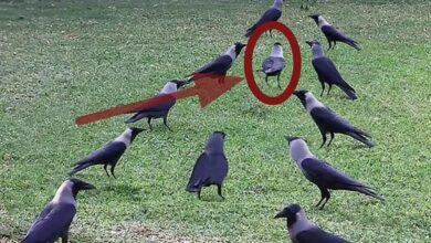 لماذ اختار الله الغراب يعلم الإنسان الدفن