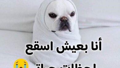 البرد والسقعة خلفيات عن البرد مضحكه