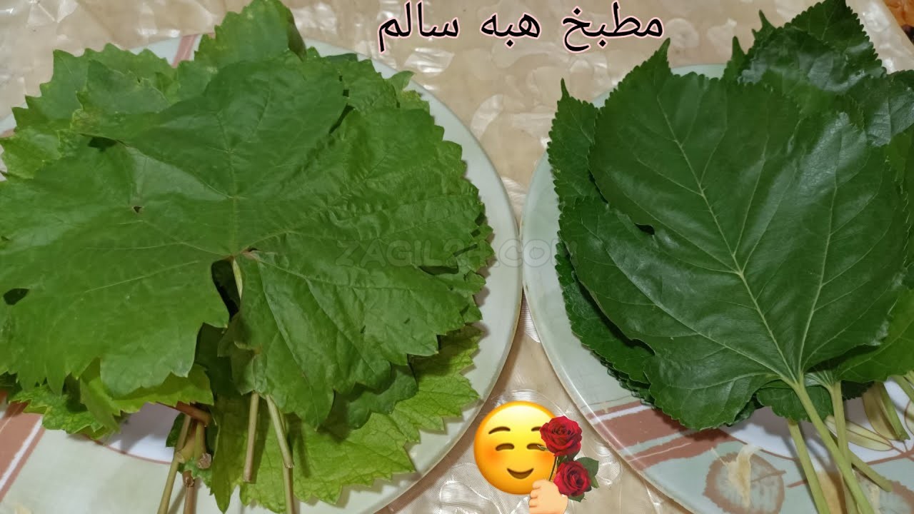 الفرق بين ورق العنب وورق التوت والفراولة