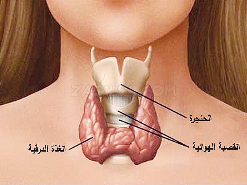 أطعمة تنشط الغدة الدرقية